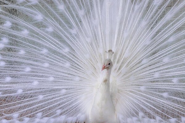 Pavo Real Blanco