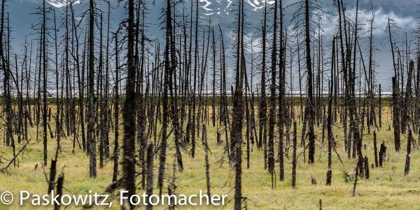 Ghost Forest