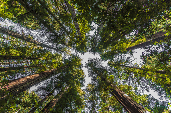 Towering Redwoods