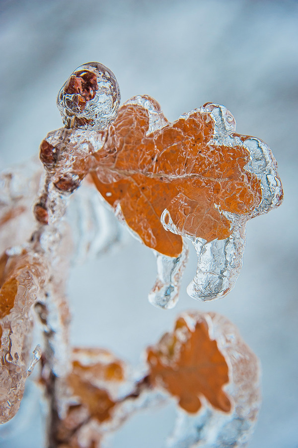 Oak Leaf in Ice