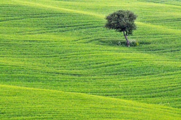 Un albero in Toscana
