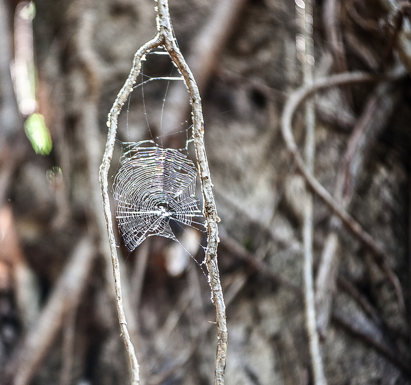 Spider&rsquo;s Web