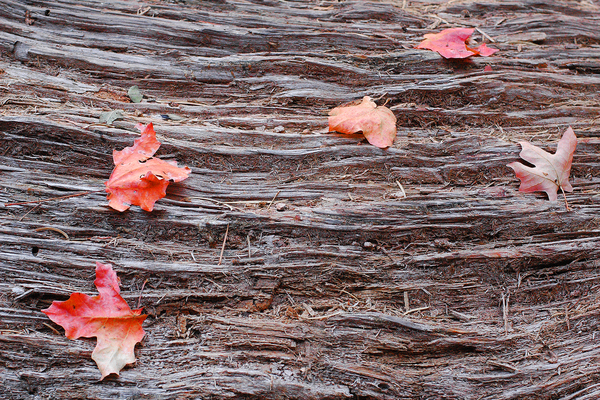 Fallen Leaves