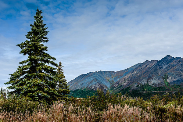 White Spruce on AR8